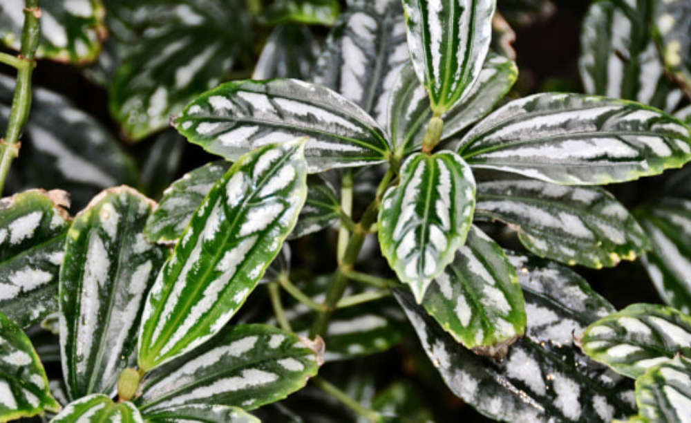 Avoiding Non-aquatic plants