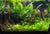 'Fallen Jungle' by Oliver Knight planted tank LCA 2021