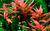 Background Plants