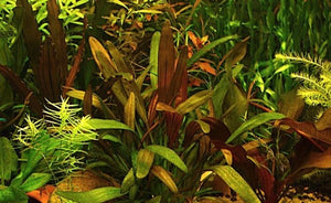 Echinodorus Fantastic Colour