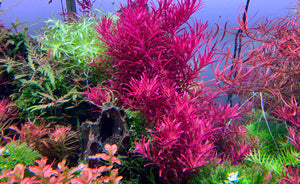 Rotala "Blood Red"