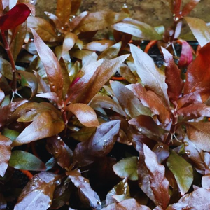 Alternanthera reineckii "Mini"