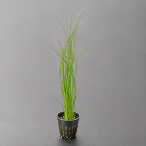 Eleocharis montevidensis (ADA) ( NEW/RARE)