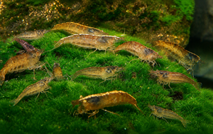 Australian Amano Shrimp - BUY 3 GET 1 FREE