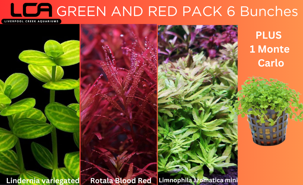 Green and Red Plant Pack 6 Bunches PLUS 1 Pot Monte Carlo