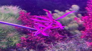 Hygrophila sp 'Chai' ( SUPER RARE )