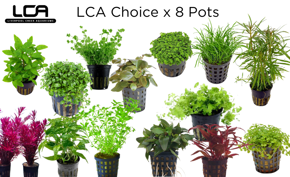 LCA Choice 8 Pot Pack