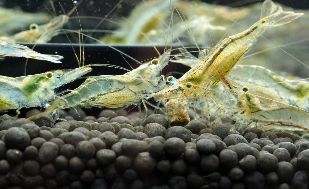 LCA Liverpool Creek Aquariums NQ Algae Shrimp (Caridina longirostris)  aquarium shrimp