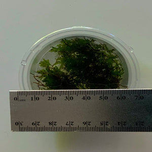Small container with green plant on a white background with a ruler for scale.