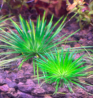 Eriocaulon ratnagiricum