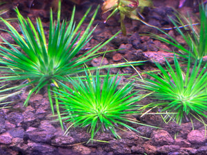 Eriocaulon ratnagiricum