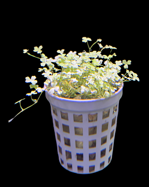 Hydrocotyle tripartita ‘Mini Variegated’ – NEW/ RARE