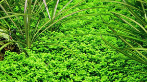 Micranthemum Monte Carlo Type 2