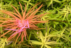 Close-up of a plant with pink and orange leaves on a green background