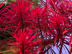 Ludwigia inclinata Meta( SUBMERSED GROWN) 4 STEMS