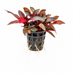 Ludwigia glandulosa ( POT )
