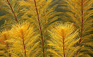 Myriophyllum sp. 'Roraima'