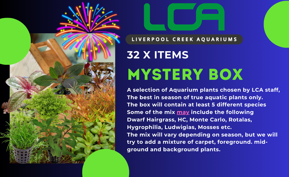 LCA Liverpool Creek Aquariums Mystery Box 32 items mixed aquarium plants