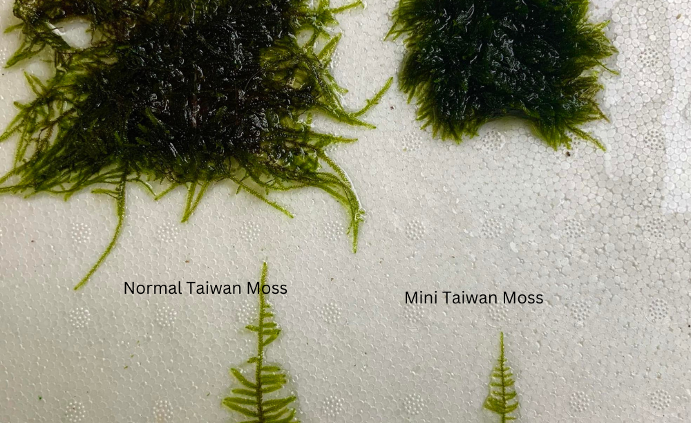 LCA Liverpool Creek Aquariums Mini Taiwan  Moss