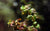 LCA Liverpool Creek Aqauriums Rotala macranda sp "Pearl Type 1" aquarium plant