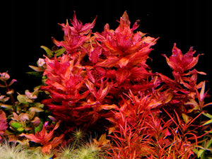 Rotala macranda "Tiger"