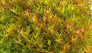 Close-up of an aquatic plant with green and orange leaves