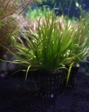Blyxa Japonica