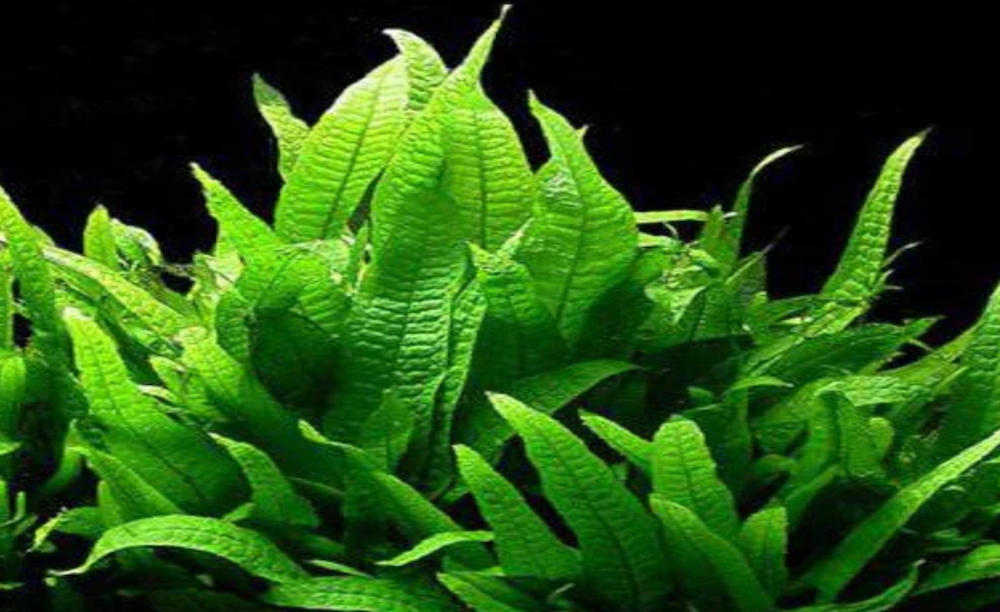Liverpool Creek Aquariums Microsorum pteropus “Philippine" aquarium plant fern