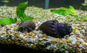 Spiny Marsh Snail (Thiara amarula)