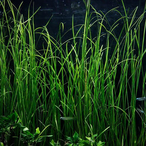 Vallisneria nana