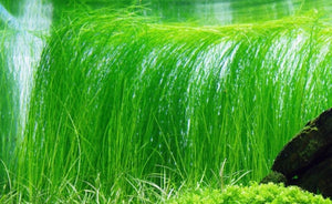 LCA Liverpool Creek Aquariums Valliseria nana aquarium plant