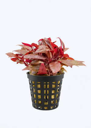 Alternanthera reineckii Mini *POT*