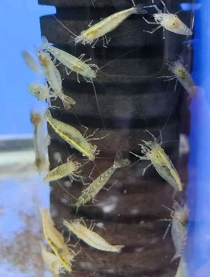 Australian Amano Shrimp - BUY 3 GET 1 FREE