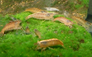 Australian Amano Shrimp