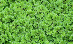 LCA Liverpool Creek Aquariums Azolla filiculoides aquarium plant