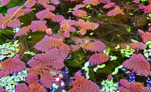 LCA Liverpool Creek Aquariums Azolla filiculoides Floating plant