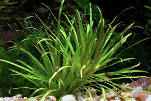 Blyxa Japonica