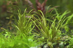 Blyxa Japonica