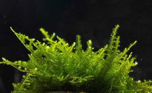 LCA Liverpool Creek Aquariums Christmas Moss aquarium plant