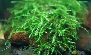 LCA Liverpool Creek Aquariums Mini Taiwan Moss