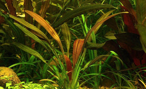LCA Liverpool Creek Aquariums Echinodorus Fantastic Colour aquarium plant