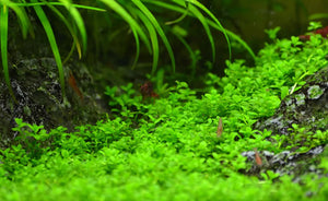 LCA Liverpool Creek Aquariums Hemianthus calltrichoides aquarium plant
