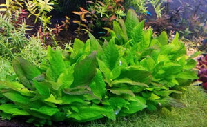 LCA Liverpool Creek Aquariums Hygrophila Kompakt aquarium plant