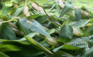 LCA Liverpool Creek Aquariums Hygroryza aristata aquarium plant