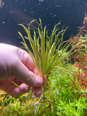 Blyxa Japonica