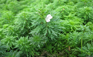 Limnophila sessiliflora