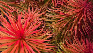 Ludwigia inclinata Meta( SUBMERSED GROWN) 4 STEMS