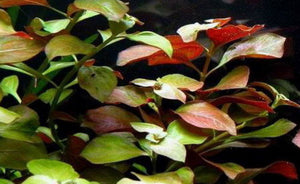 LCA Liverpool Creek Aquariums Ludwigia repens aquarium plant