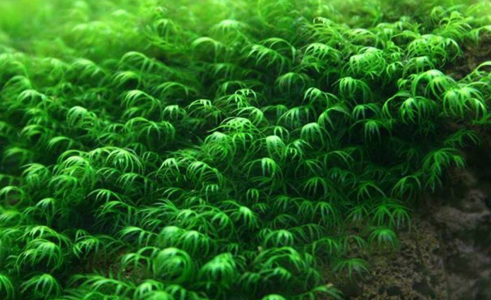 LCA Liverpool Creek Aquariums Phoenix moss aquarium plant