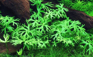 LCA Liverpool Creek Aquariums Ranunculus inundatus aquarium plant